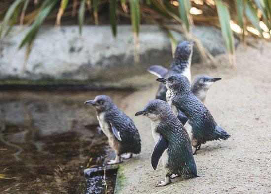 National Aquarium of New Zealand